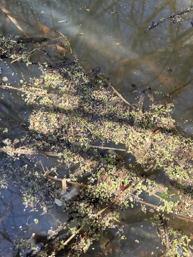iNaturalist observation photo of duckweeds