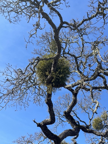 iNaturalist observation photo of leafy mistletoes