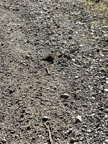 iNaturalist observation photo of California Tortoiseshell