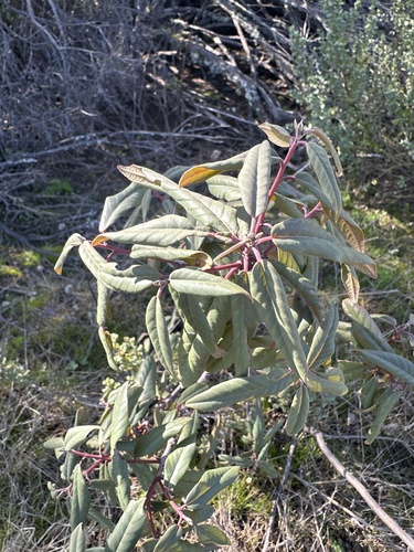 iNaturalist observation photo of coffeeberry