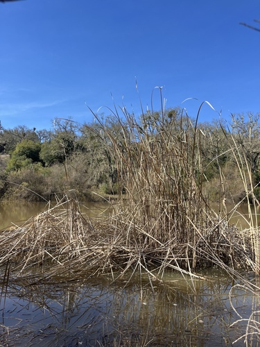 iNaturalist observation photo of Cattails