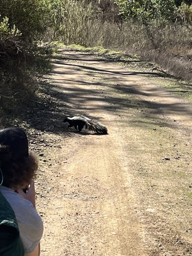 iNaturalist observation photo of Striped Skunk
