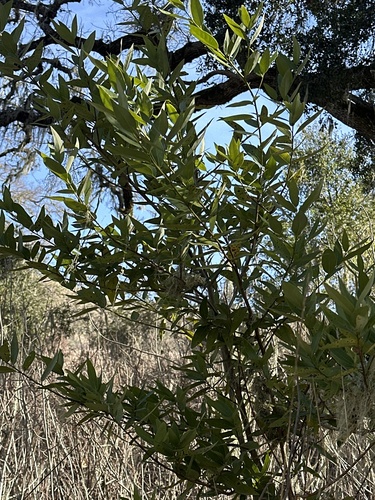 iNaturalist observation photo of California bay