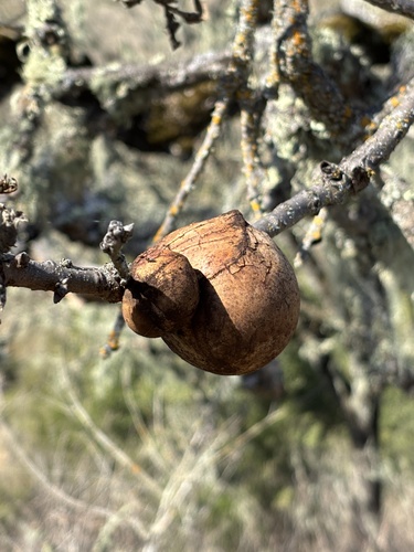 iNaturalist observation photo of California Gall Wasp