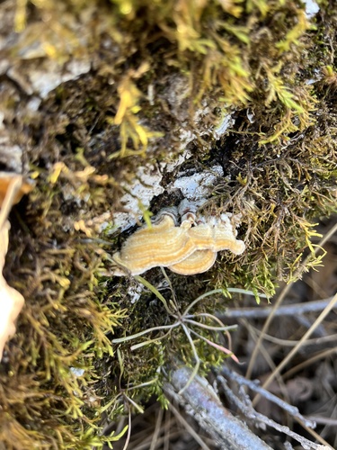 iNaturalist observation photo of Mushrooms, Bracket Fungi, Puffballs, and Allies