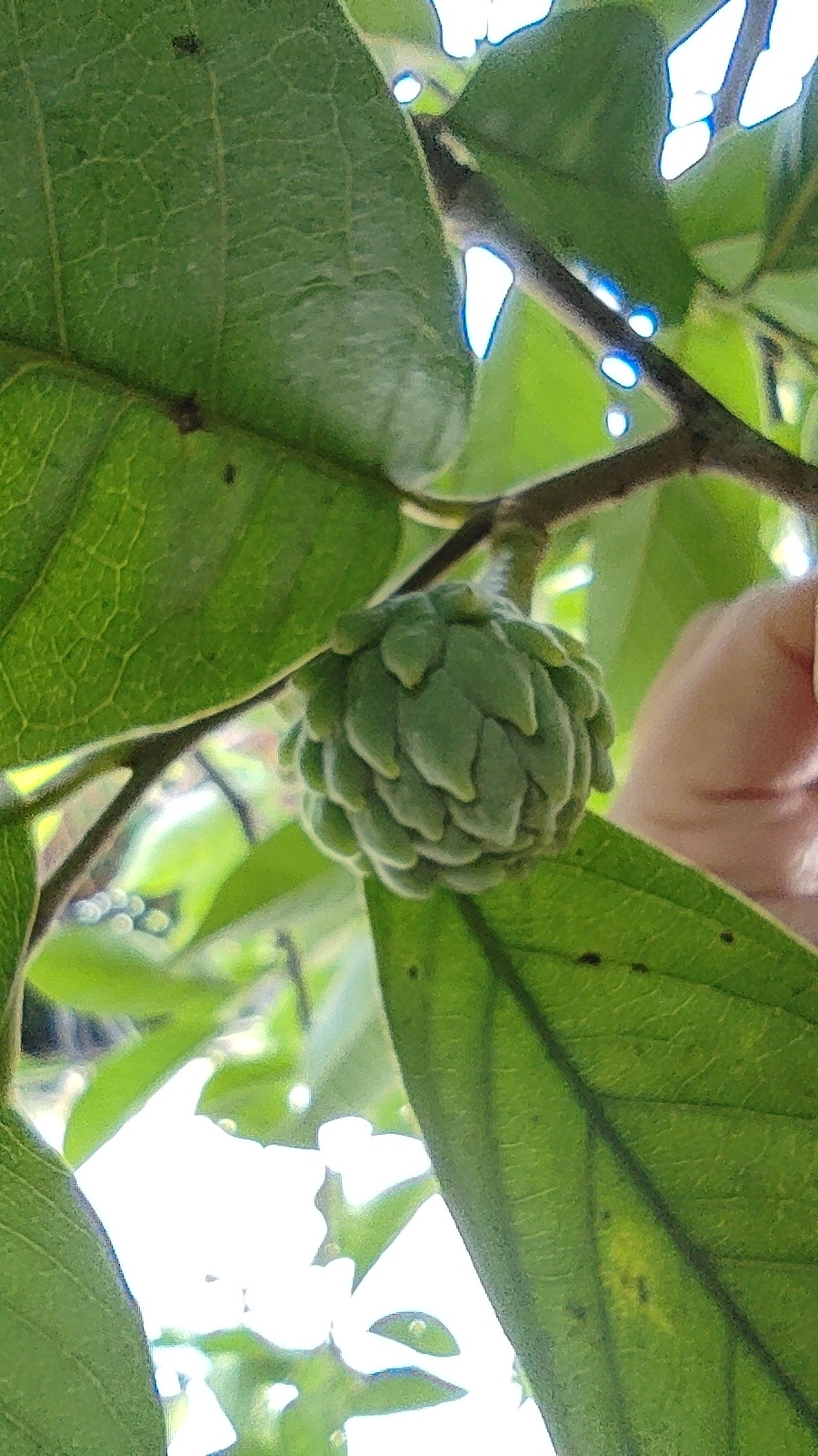 Imagem de Biribá