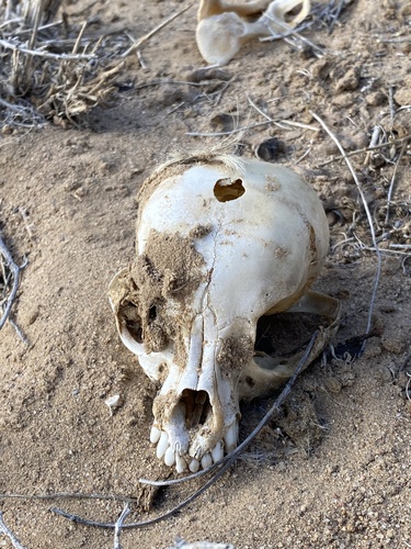 Domestic Dog photographed in New Mexico