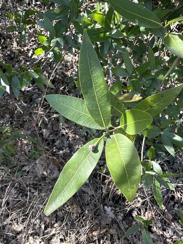 iNaturalist observation photo of California bay