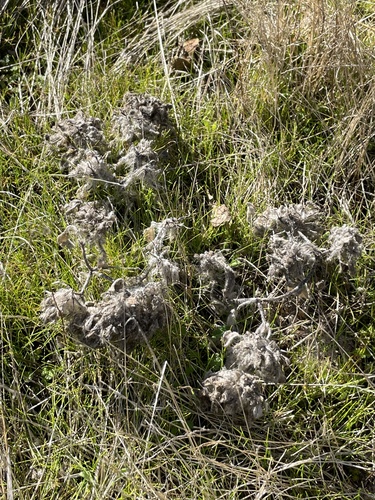 iNaturalist observation photo of turkey mullein