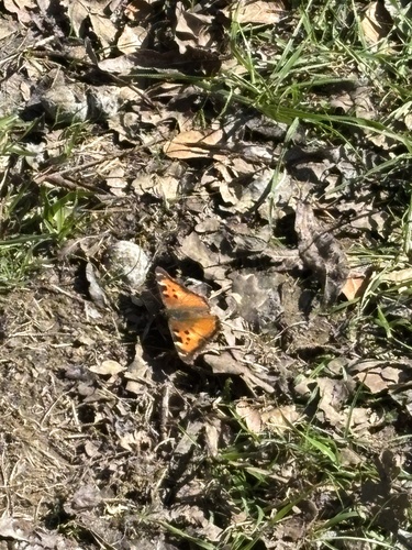 iNaturalist observation photo of California Tortoiseshell