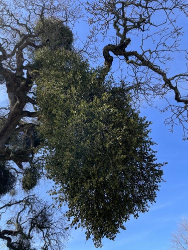 iNaturalist observation photo of leafy mistletoes
