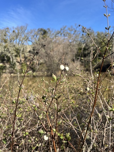 iNaturalist observation photo of snowberries