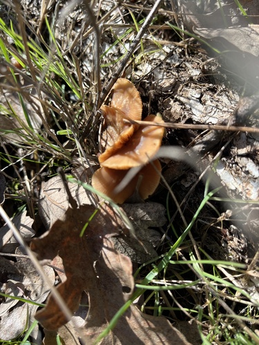iNaturalist observation photo of Mushrooms, Bracket Fungi, Puffballs, and Allies
