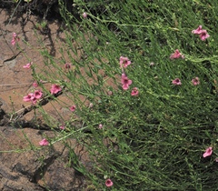 Diascia integerrima
