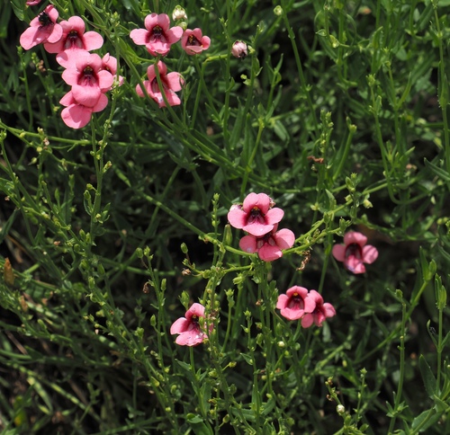 Image of Diascia integerrima by (c) desertnaturalist, some rights reserved (CC BY)