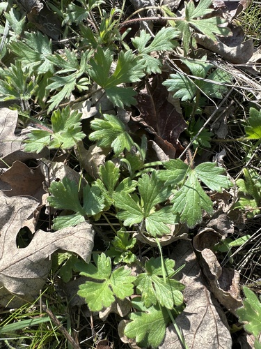 iNaturalist observation photo of Creeping buttercup