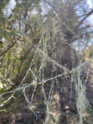 iNaturalist observation photo of lace lichen