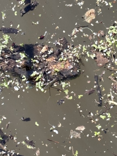 iNaturalist observation photo of North American Common Water Strider