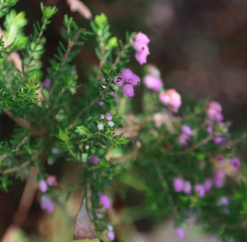 Image of Erica hirtiflora by (c) Tony Rebelo, some rights reserved (CC BY-SA)
