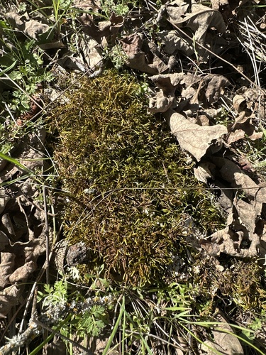 iNaturalist observation photo of Mosses