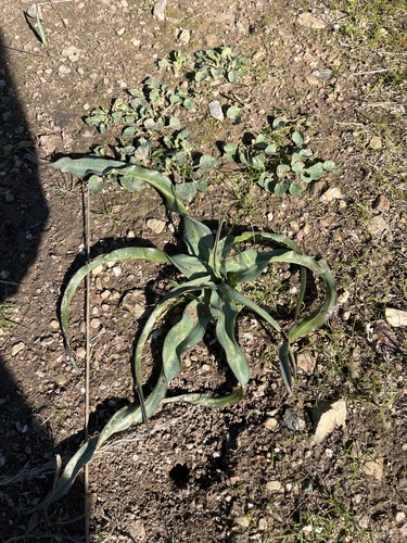 iNaturalist observation photo of wavy-leafed soap plant
