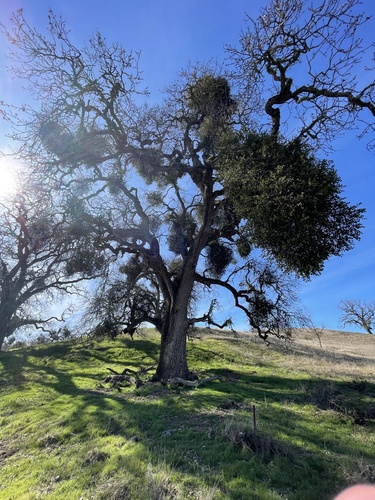 iNaturalist observation photo of blue oak