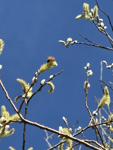 iNaturalist observation photo of Western Honey Bee