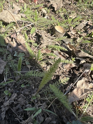 iNaturalist observation photo of common yarrow