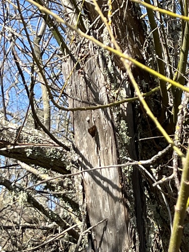 iNaturalist observation photo of California Tortoiseshell