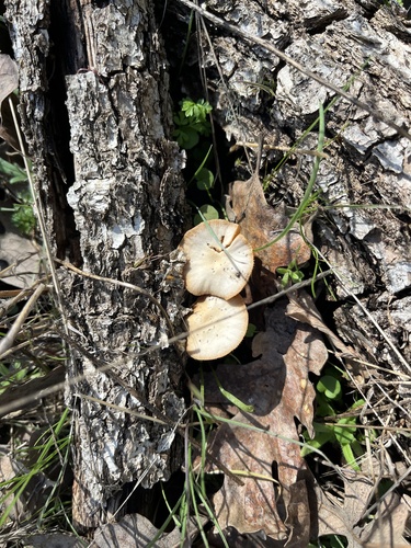 iNaturalist observation photo of Bolbitius aleuriatus