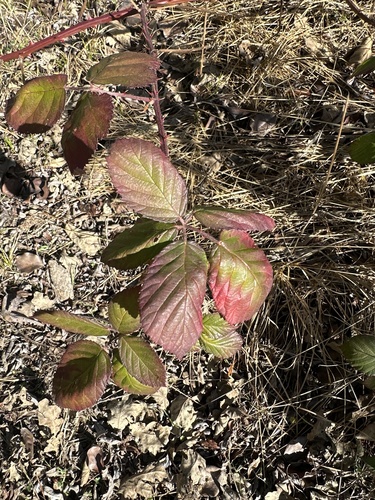 iNaturalist observation photo of Armenian Blackberry