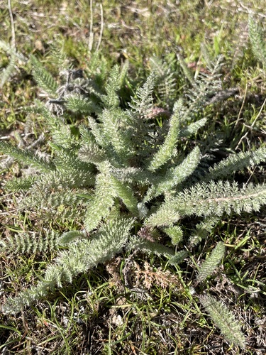 iNaturalist observation photo of common yarrow