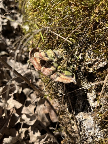iNaturalist observation photo of Stereum fasciatum