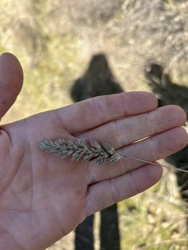 iNaturalist observation photo of orchard grass