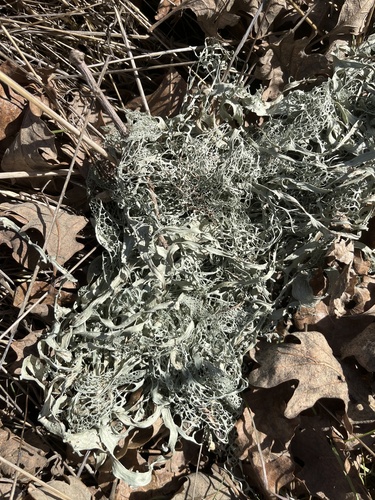 iNaturalist observation photo of lace lichen
