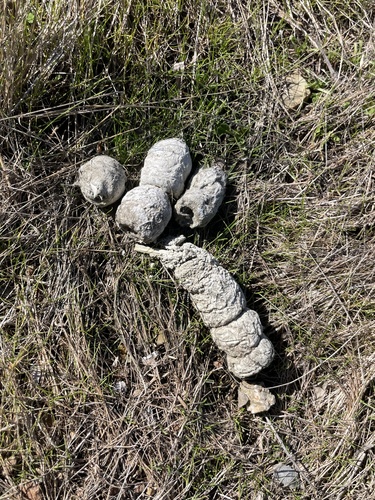 iNaturalist observation photo of Bobcat