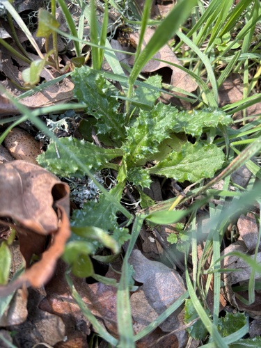 iNaturalist observation photo of plumeless thistles