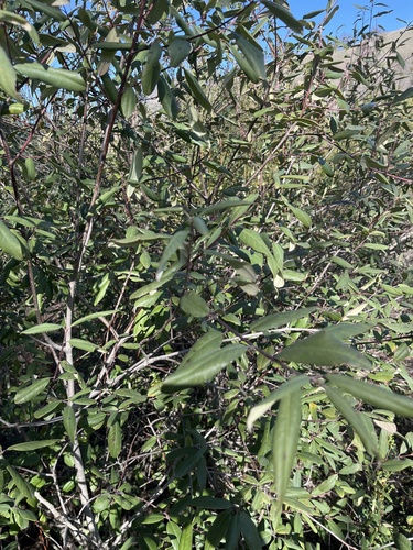 iNaturalist observation photo of coffeeberry