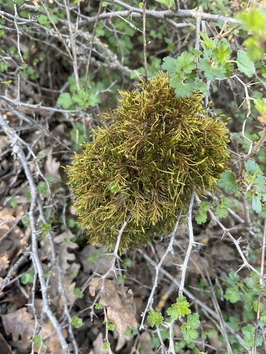 iNaturalist observation photo of Mosses