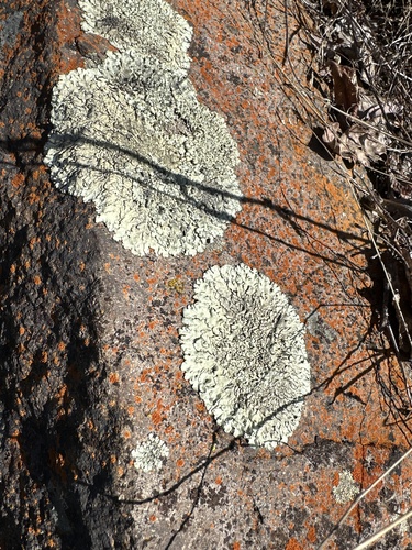 iNaturalist observation photo of Peppered Rock-shield