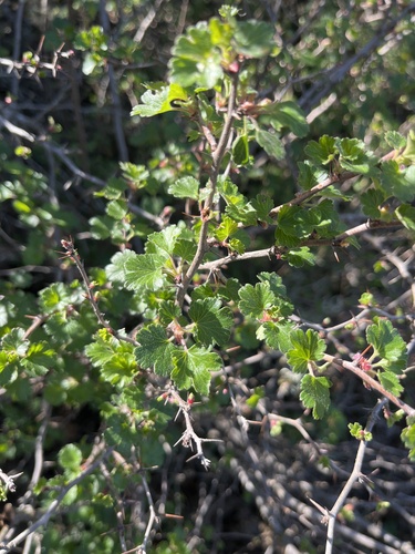 iNaturalist observation photo of currants and gooseberries