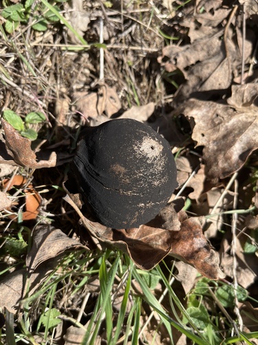 iNaturalist observation photo of California Gall Wasp