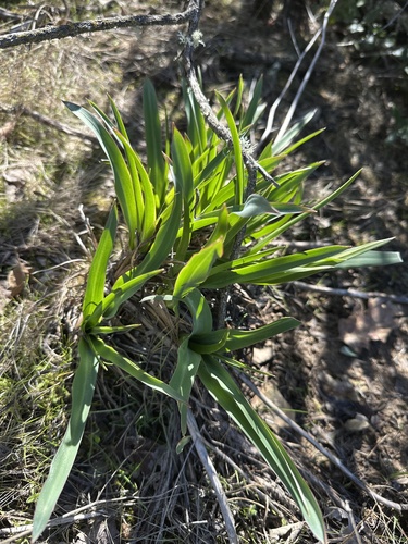 iNaturalist observation photo of wavy-leafed soap plant
