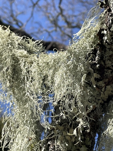 iNaturalist observation photo of lace lichen