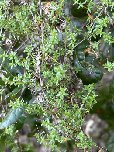 iNaturalist observation photo of bedstraws