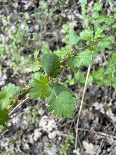 iNaturalist observation photo of currants and gooseberries