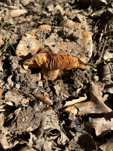iNaturalist observation photo of Milkcaps, Brittlegills and Allies