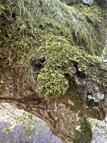 iNaturalist observation photo of Silky Wall Feather-moss