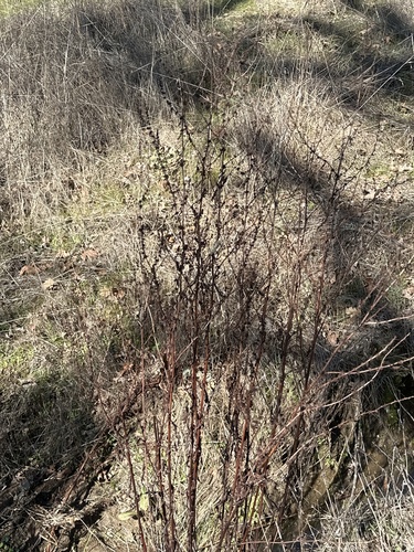 iNaturalist observation photo of Clustered Dock