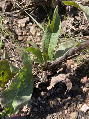 iNaturalist observation photo of flowering plants